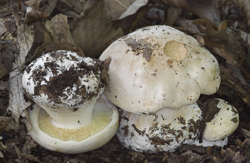 Leucopaxillus compactus